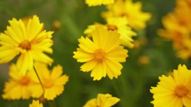 Sarı çiçekli arka plan. Parlak bir yaz gününde rüzgarda sallanan güzel bitkiler. Yakın plan..