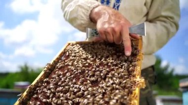 Arıcı, çerçeveyi arılarla tut. Çiftçi, çalışan arılarla dolu bir çerçeve tutuyor. Apiculturist arıları çıplak elle gösteriyor..