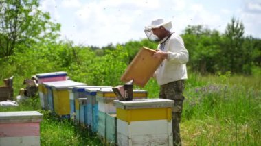 Apiarist arıları inceliyor. Beekeper arı kovanında çalışıyor. Güzel bir doğa geçmişi var. Yeşil çimlerde sıralanmış arı kovanları. Arılar bal topluyor.