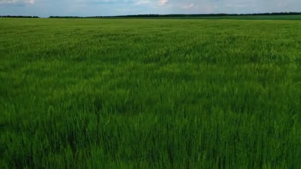 グリーンフィールド 農地は農村部で農業を営んでいる 田舎の美しい自然の風景 カメラアップ — ストック動画