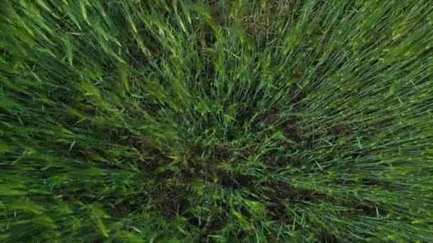 在农村种植绿色植物的农田 农村地区有绿色小穗的农田 春天生长着植物的土地 顶部视图 — 图库视频影像