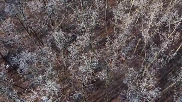 Leafless Forest Nature Naked Trees Wood View Brown Trees Aerial — Stock Video