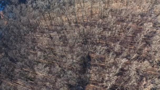 森林里的褐树 没有树叶的飞越森林 没有叶子的裸树 自然背景 高空鸟瞰 — 图库视频影像