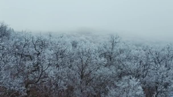 冬は凍える森 雪に覆われた木々と冬の森の上のフライト 素晴らしい冬の風景 空中風景 — ストック動画