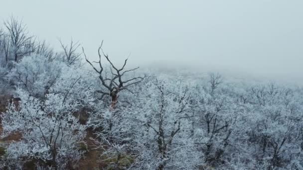 冬の白い森の自然景色を眺める 森の中の雪で覆われた美しい木 上から雪の木の頂上からの眺め スローモーション — ストック動画