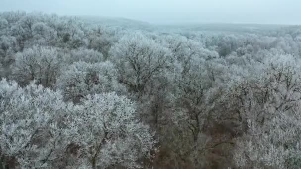 Καταπληκτικό Χειμερινό Τοπίο Πετώντας Πάνω Από Δάσος Λευκά Δέντρα Καλυμμένα — Αρχείο Βίντεο