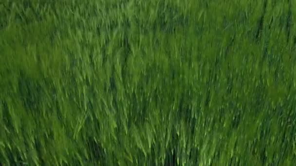 グリーン フィールド 農地で栽培されている有機植物の新鮮なスパイシーツ 植物は風に揺れている グリーン自然の背景 ドローンフライト — ストック動画