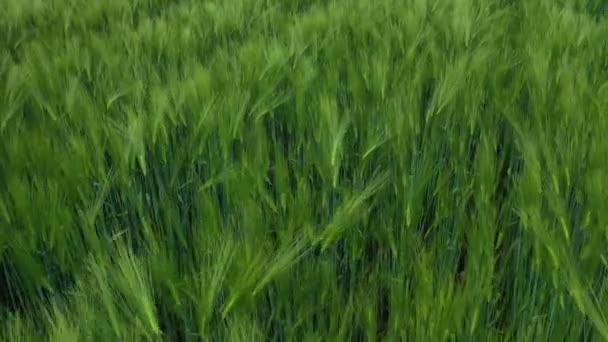 Зеленые Шипы Задний План Сельскохозяйственные Растения Растущие Поле Летом Движение — стоковое видео