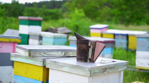 ビー煙突は白煙を吸っている 多くのハーブの背景にある養蜂ツール 養蜂家は養蜂家で働いている 養蜂コンセプト — ストック動画