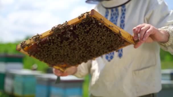 由养蜂人一手拿着蜜蜂的框架 蚜虫学家在蚜虫上抱着一个蜂窝 里面装满了蜜蜂 养蜂的概念 后续行动 — 图库视频影像
