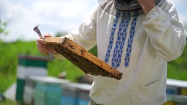 Рамка Повна Бджіл Руках Людини Бджолярі Працюють Бджолами Пасіці Бджоляр — стокове відео