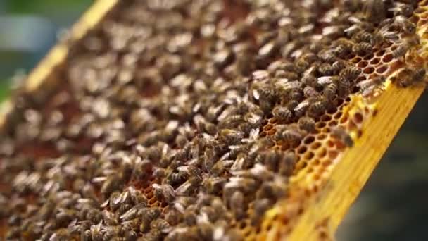 ミツバチがフレームに 昆虫がハニカムでクロウロしている ミツバチは蜂蜜を作ったり 蜂蜜を作ったりしています 純粋な天然製品 クローズアップ — ストック動画