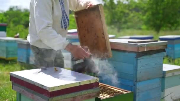 养蜂人检查蜂箱 人类的养蜂人与烟民和蜂群一起在蚜虫上工作 养蜂业概念 — 图库视频影像