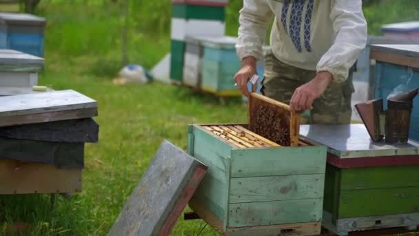 Farmer Works Apiary Male Beekeeper Inspecting Bees Beehive Summer Production — Stock Video