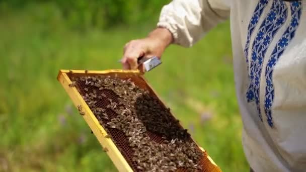 蜂窝的框架 养蜂人采蜜养蜂人在蜂房的框架上检查蜜蜂 养蜂人在夏天巡视蜂房 — 图库视频影像