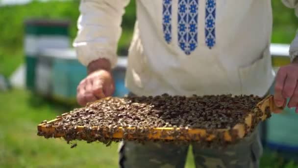 养蜂人用蜜蜂检查框架 许多昆虫爬在一个框架上 蜜蜂在养蜂人手中的框架在蚜虫上 动物收集纯天然产品 — 图库视频影像