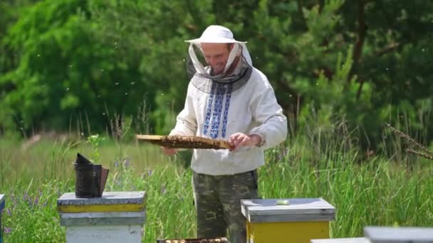 养蜂人检查蜂窝 快乐的算命师看着蜜蜂的框架 它的蜂窝里装满了蜂蜜 有机食品的生产 4月的概念 — 图库视频影像