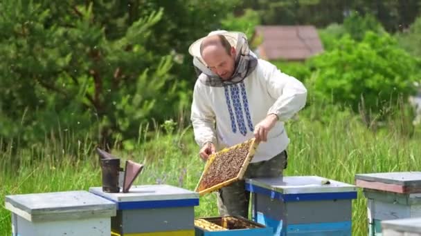 Imker Inspiziert Gestell Mit Bienen Imker Arbeitet Sommer Der Imkerei — Stockvideo