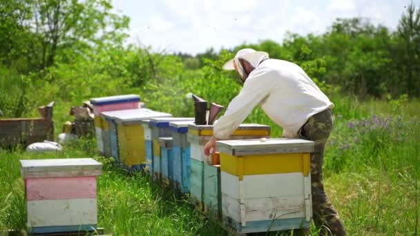 Apiarist Bland Bikupor Professionell Biodlare Tittar Bin Bikupa Vacker Natur — Stockvideo