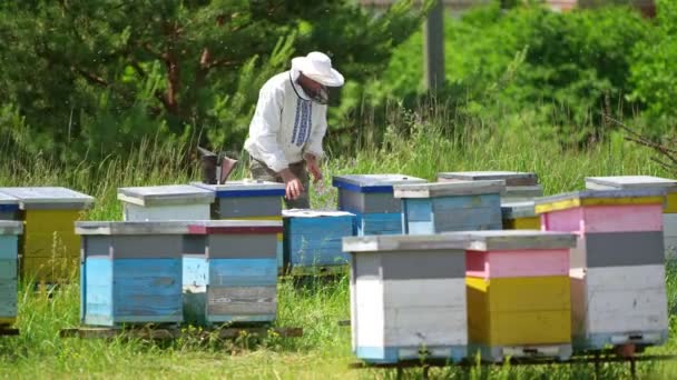 在农场工作的学徒 专业养蜂人在绿色自然背景的蚜虫上照料蜜蜂 许多蜂窝在农村 — 图库视频影像