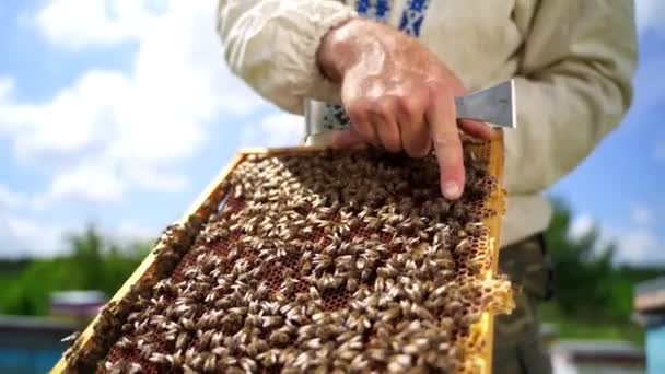 养蜂人拿着蜜蜂的框架 农夫拿着一架子忙碌的蜜蜂爬行着 展示赤手空拳蜜蜂的养蜂人 — 图库视频影像