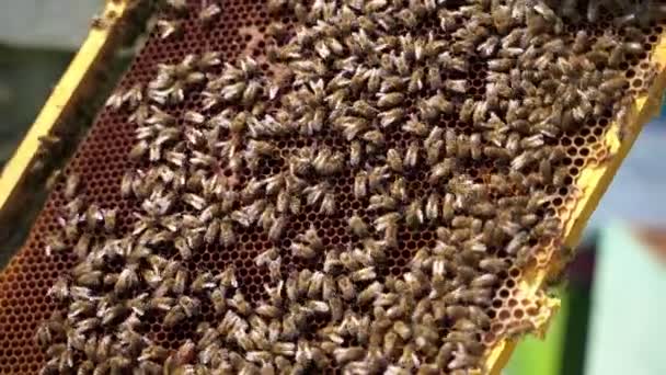 ハニーコム 忙しい蜂と ベアハンドは蜂蜜を作る蜂とフレームを保持します 夏の昆虫は純粋な健康的な製品をしています クローズアップ — ストック動画
