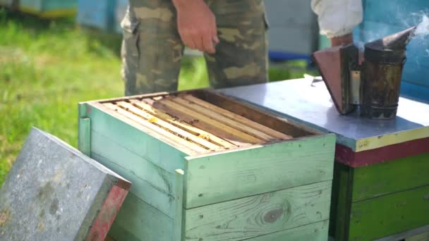 蜂窝的蚜虫学家 烟囱里有烟在蜂窝里农民在夏天的羊圈里工作 养蜂业概念 — 图库视频影像