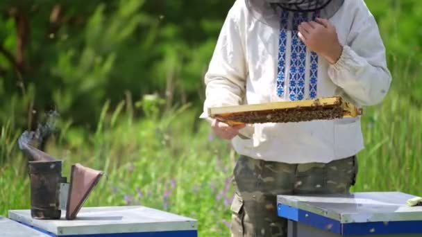 蜂窝附近的蚜虫 蜜蜂架在人的手上 养蜂人在蜂房附近观察蜜蜂的绿色背景 蜂窝上的黑烟囱 — 图库视频影像