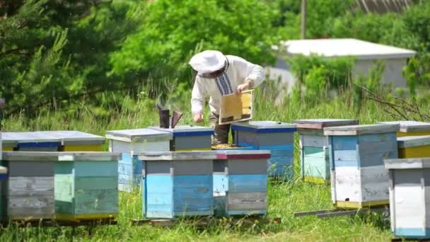 蜂窝附近的养蜂人 专业的养蜂人在蜂房检查蜜蜂 蜜蜂饲养场自然中的蚜虫学家 — 图库视频影像