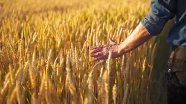 Çiftçi buğday tarlasında yürüyor. Adam elini altın arka planda, olgun dikenlerin arasından geçirir. Tahıl ekimi ve hasat..