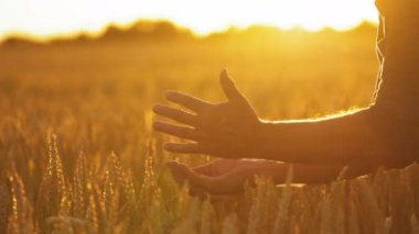 Güneşin batmasına karşı insanın ellerinde olgunlaşmış taneler. Tarlada buğday tohumlarıyla çiftçinin ellerinde parlayan parlak turuncu güneş ışığı..