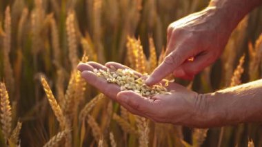Sarı tarlada tahıllı çiftçi elleri. Agronomist, altın dikenlerin arka planında elinde olgun buğday taneleri olduğunu gözlemliyor. Yakın plan..