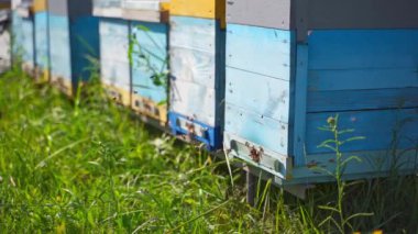 Yeşil çimenlerin üzerindeki arı kovanları. Ahşap kovana uçan arılarla meşgul. Bahçedeki arı evinin yakınındaki böcekler. Apiculture kavramı.