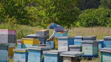 Yazın Apiary. Koruyucu şapkalı arı yetiştiricisi doğada bir arı çiftliğinde çalışıyor. Tarlada çok arı kovanı var..