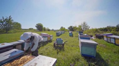 Yazın Apiary. Kırsaldaki bir arı çiftliğinde arı kovanlarıyla çalışan bir arı yetiştiricisi. Arı kovanına arı çerçevesi taşıyan bir Apiarist.