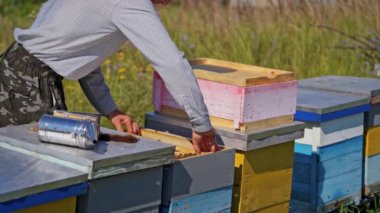 Arıcılık işlemi. Apiarist arı kovanlarının yakınındaki arıları inceliyor. Arı yetiştiricisi arılara göz kulak oluyor..