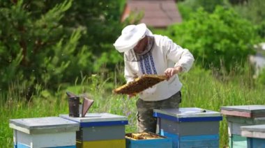 Apiarist arılarla ilgilenir. Arıcı, kırsal bölgedeki bir kovandan arılarla çerçeveyi alıyor. Arı kovanında uçuşan meşgul arılar.