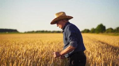 Tarım alanında tarımcı. Yaşlı çiftçi dışarıda buğday dikenleri test ediyor. Şapkalı adam tarlada olgun buğday tutuyor. Tahıl topluyorum..
