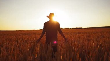 Olgun buğday tarlasında çiftçi. Şapkalı bir çiftçi tarlada yürüyor ve batan güneşe karşı tarımsal bitkilere bakıyor..