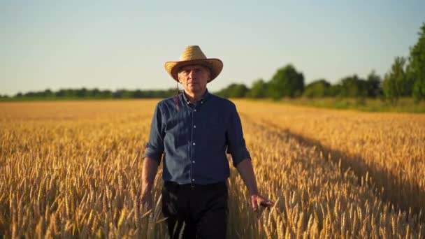 Olgun Buğdayın Arasında Şapkalı Bir Adam Yazın Sarı Arka Planda — Stok video