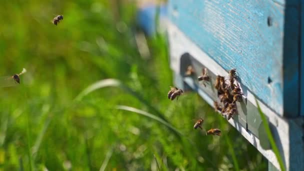 蜜蜂在蜂窝洞 昆虫飞进蜂房夏天在绿草上筑巢 蜜蜂生产纯有机产品 后续行动 — 图库视频影像