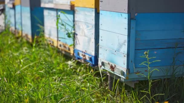 Reihe Von Bienenstöcken Auf Grünem Gras Fleißige Bienen Fliegen Den — Stockvideo