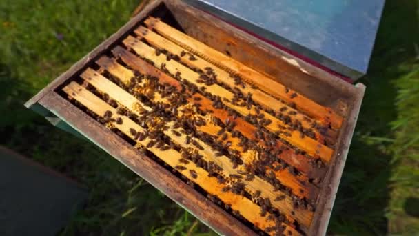 Kovandaki Arılar Arılar Ahşap Çerçevelerde Sürünür Bal Yaparlar Yeşil Çimlerde — Stok video