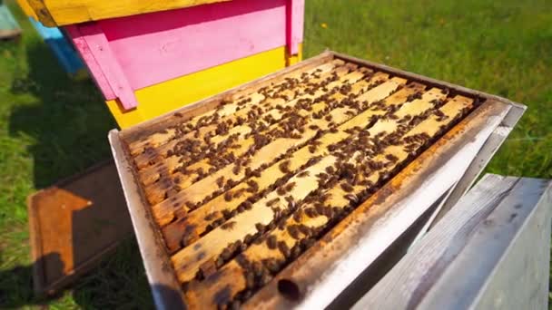 Otevřít Včelami Včelař Používá Komín Kouřem Nad Úlem Rušné Včely — Stock video