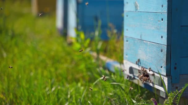 蜂窝附近的蜜蜂 忙碌的昆虫飞到蜂窝里爬行着 以携带花粉 夏天和蜜蜂一起在绿草上筑巢 后续行动 — 图库视频影像