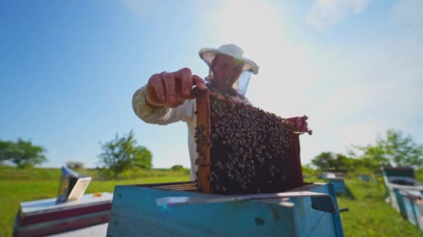 養蜂家は蜂を検査する 保護帽子で日光浴でハチの世話をしています 夏の養蜂プロセス — ストック動画