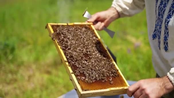 ビーフレームは人の手に ハチと木枠のハニカムを保持し 検査する養蜂家 純粋な有機製品を作るミツバチ — ストック動画