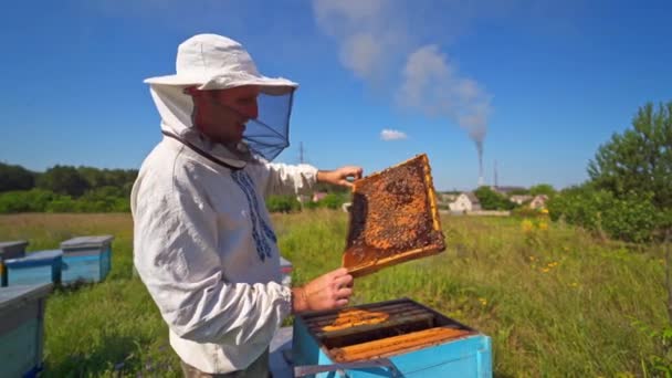 法默在去年四月的工作 养蜂人在村子里照料蜜蜂 戴着防护帽的笑人在蜂箱上察看蜜蜂 — 图库视频影像