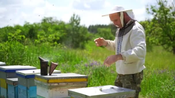 养蜂人在Apiary 养蜂人正在蚜虫窝附近与蜜蜂一起工作 在绿色的大自然中 有蜜蜂相框的蚜虫学家 — 图库视频影像