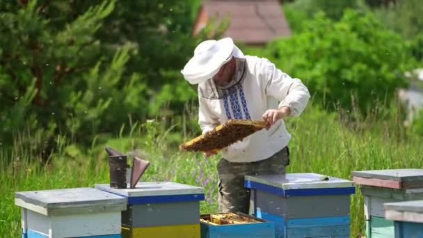 ミツバチの世話をしています 田舎のハイブからハチとフレームを取る養蜂家 養蜂場で飛ぶビーズ — ストック動画